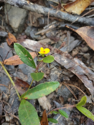Image of Podolobium scandens by (c) Tony van Kampen, some rights reserved (CC BY)