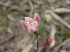 Thelymitra luteocilium