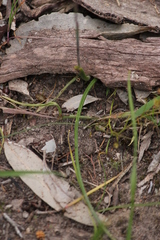 Thelymitra luteocilium
