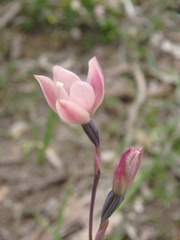 Thelymitra luteocilium