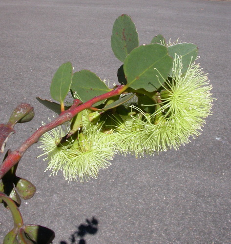 Eucalyptus platypus Hook.