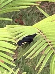 Riodina lycisca