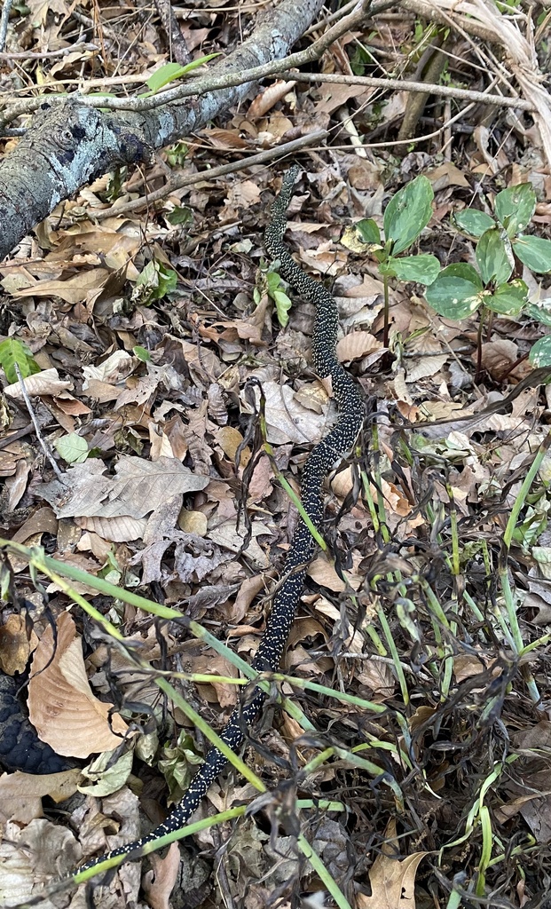 Speckled Kingsnake from Highlands-Perkins, Baton Rouge, LA, US on April ...