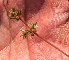 Adenogramma rigida