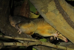 Philander opossum