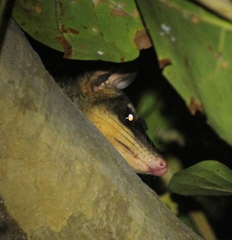 Philander opossum