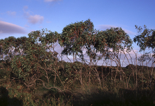 Eucalyptus absita