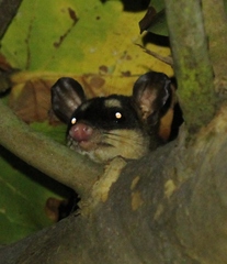 Philander opossum