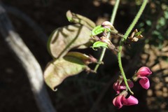 Lessertia excisa
