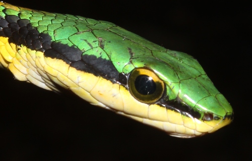 Mexican Parrot Snake