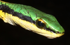Mexican Parrot Snake photo 3