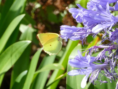Madeira Brimstone