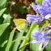 Madeira Brimstone - Photo (c) martinswarren, some rights reserved (CC BY-NC)