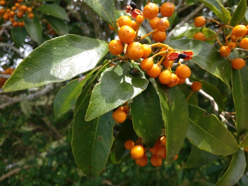 How to identify Auranticarpa rhombifolia (A.Cunn. ex Hook.) L.W.Cayzer, Crisp & I.Telford