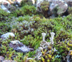 Cladonia ecmocyna
