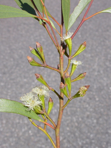 Kamarooka Mallee (Eucalyptus froggattii)