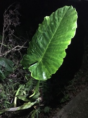 Alocasia macrorrhizos