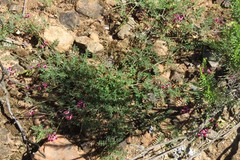 Lessertia excisa