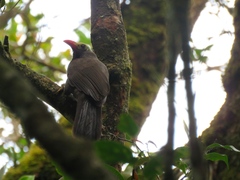 Bare-Headed Laughingthrush photo 4