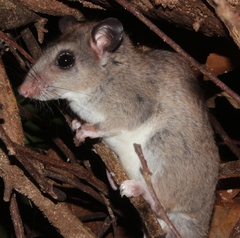 Ototylomys phyllotis