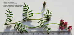Lessertia excisa