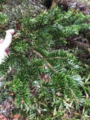 Abies homolepis