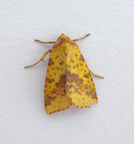 Pink-barred Sallow