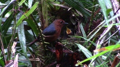 Bornean Shortwing photo 3