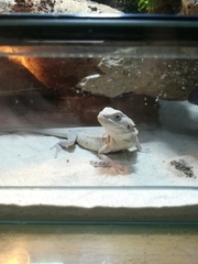 Pogona vitticeps