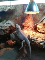 Pogona vitticeps