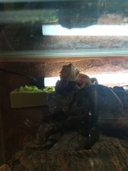 Pogona vitticeps