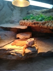 Pogona vitticeps