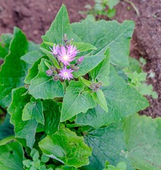 Pericallis echinata image