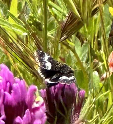 Stylopoda cephalica