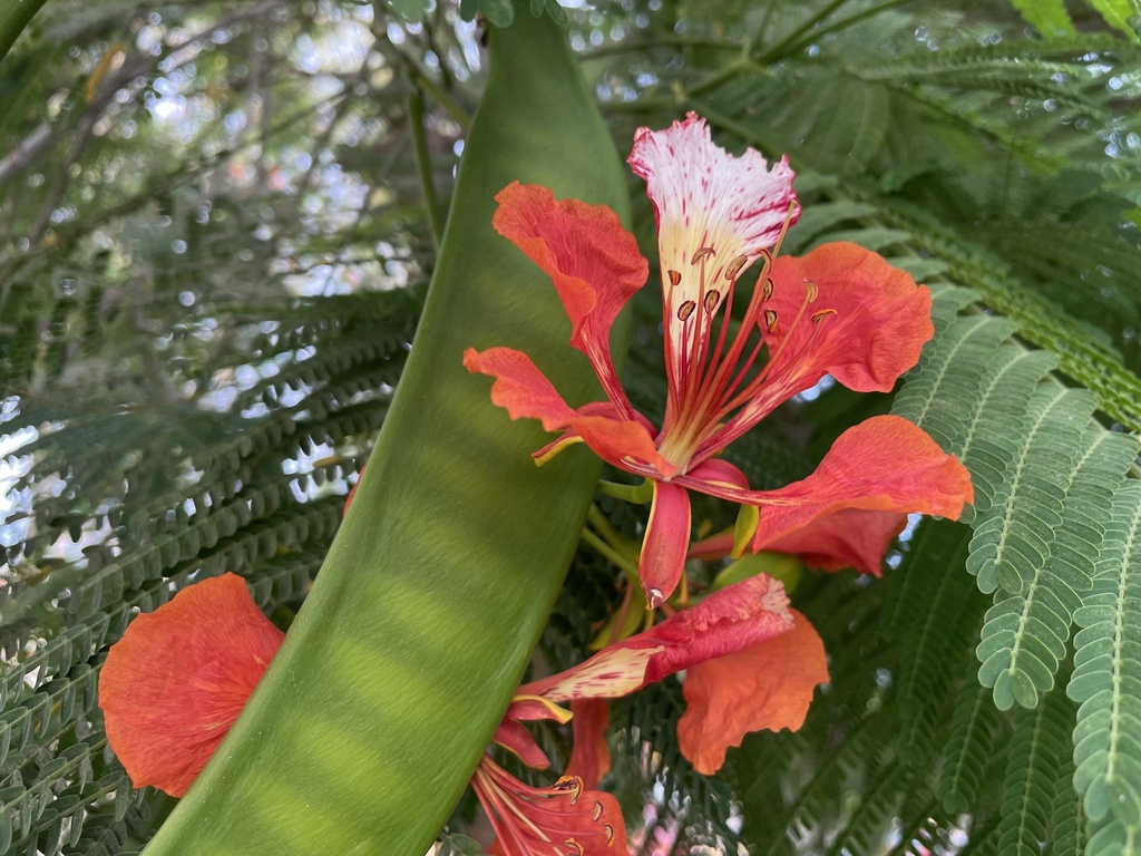 Umbrella-shaped gulmohar canopy over a street