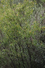 Goodia medicaginea