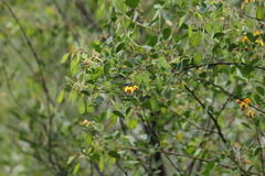 Goodia medicaginea