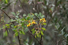 Goodia medicaginea