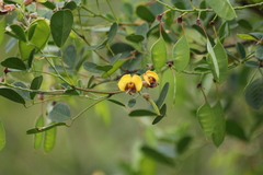 Goodia medicaginea