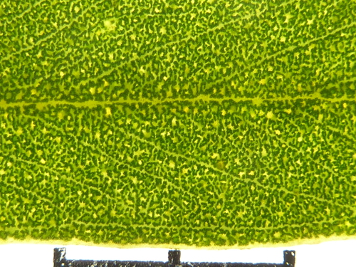 Eucalyptus singularis L.A.S.Johnson & Blaxell 2
