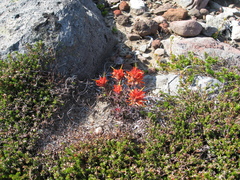 Castilleja rupicola