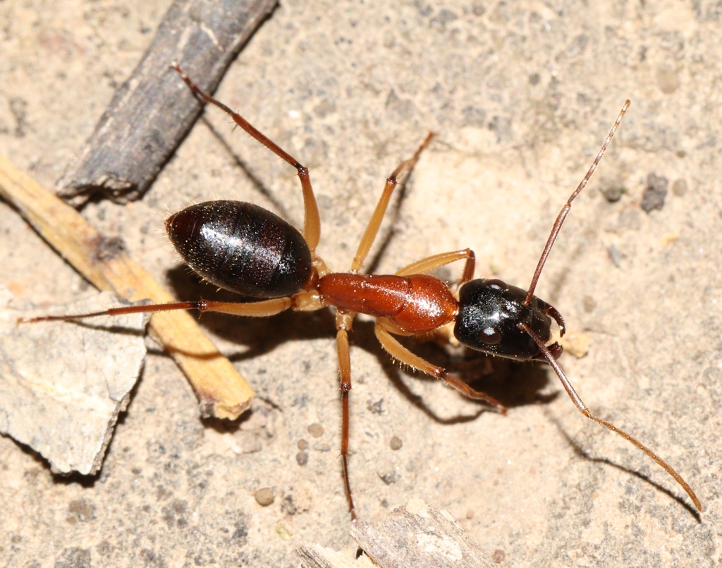 Black-headed Sugar Ant