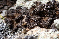 Lichinomycetes