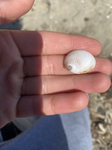 fat baby ear