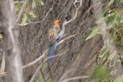 Platycercus elegans adelaidae