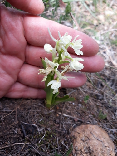 Image of Orchis laeta by (c) Karim Haddad, some rights reserved (CC BY)