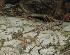 Becker's Lichen Anole photo 5