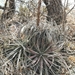 Hechtia marthae - Photo (c) M. Socorro González Elizondo, some rights reserved (CC BY-SA), uploaded by M. Socorro González Elizondo