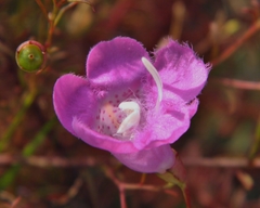 Agalinis filifolia