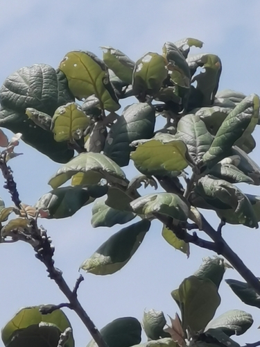 Quercus huicholensis